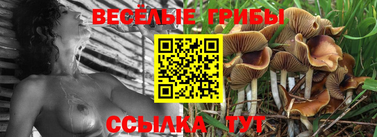 Псилоцибиновые грибы Psilocybe Тихвин